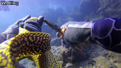 Des plongeurs sauvent une murène avec un hameçon dans la bouche
