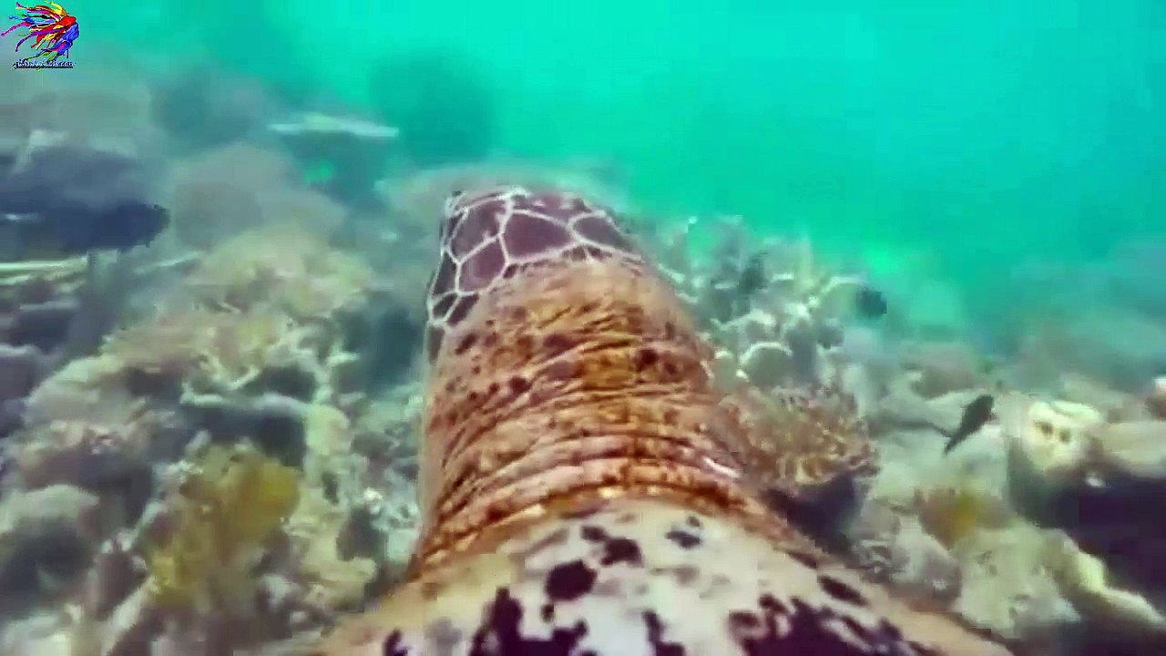 Deniz Kaplumbağasının Gözünden Harika Su Altı Görüntüleri