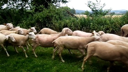 Les brebis du Périgord Noir en transhumance