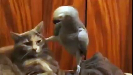Попугай допрашивает кота