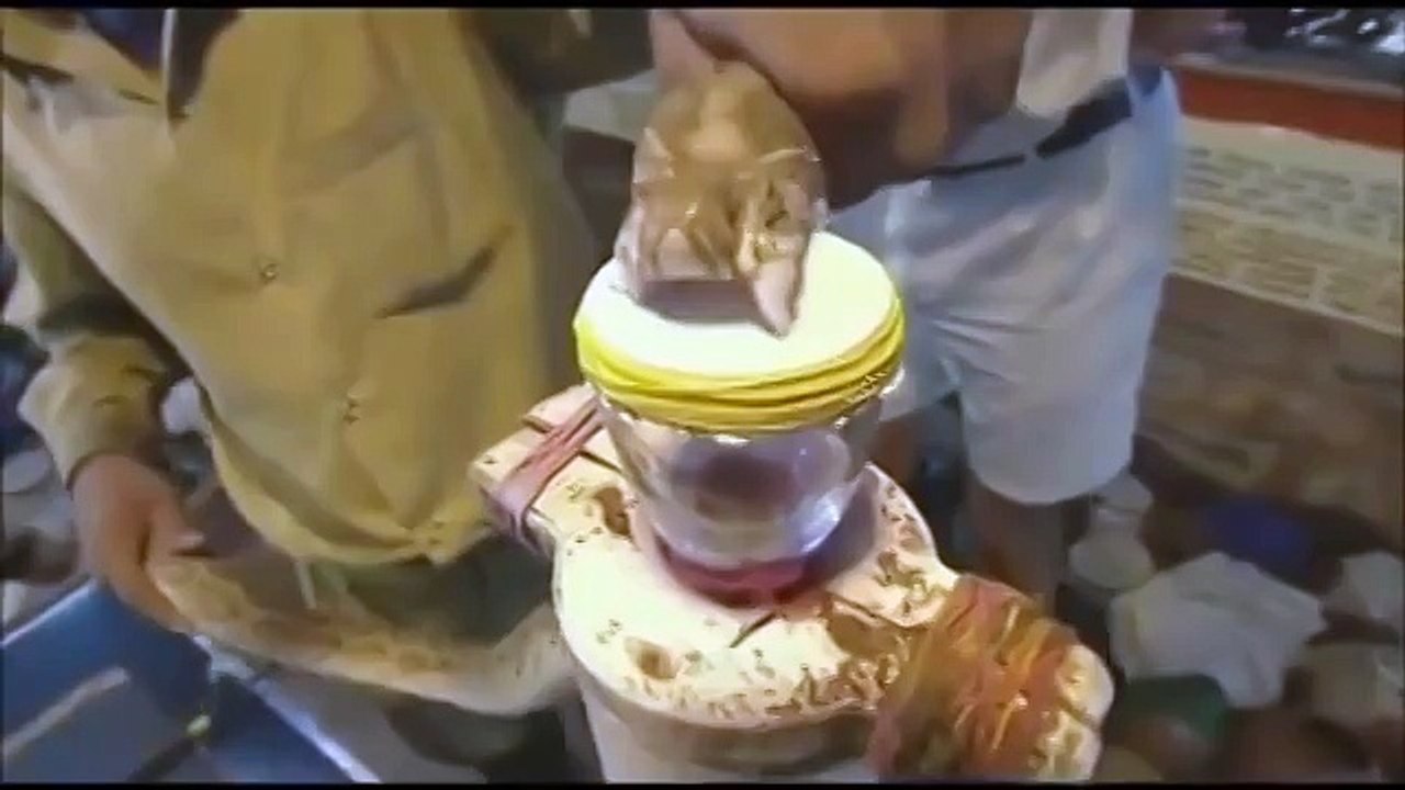 Как яд змеи действует на кровь