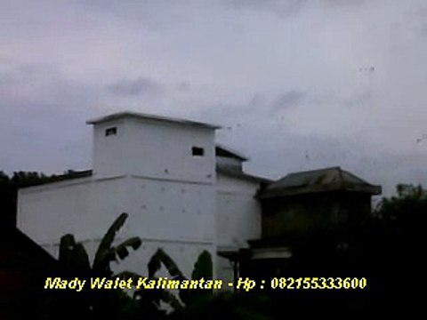 Rumah Burung Walet 2 Pintu _ Mady Walet Kalimantan