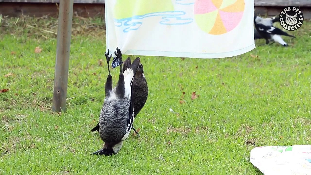 11 Funny Pet Video Compilation 2016