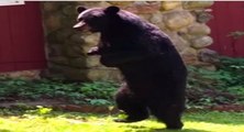 Il filme un ours marcher debout