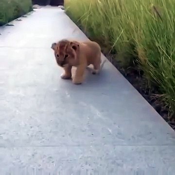 Рёв будущего царя зверей