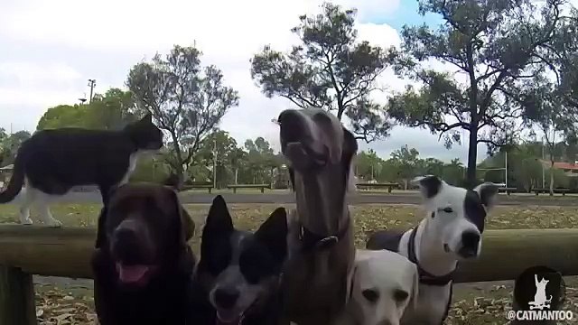 Самый натренерованный кот в мире