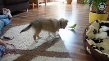 Un chiot scrute une perruche…Ce qui se passe ensuite est juste improbable !