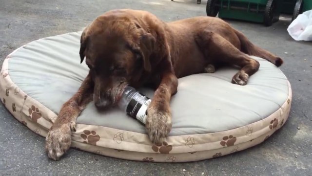 Ce chien trouve comment sortir les croquettes de la bouteille... Smart le toutou