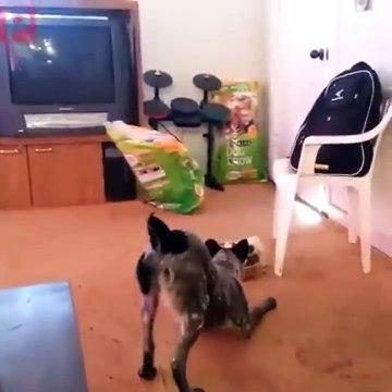 Il n'aime pas partager son repas