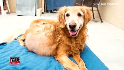 Cão abandonado com um tumor de 20kg