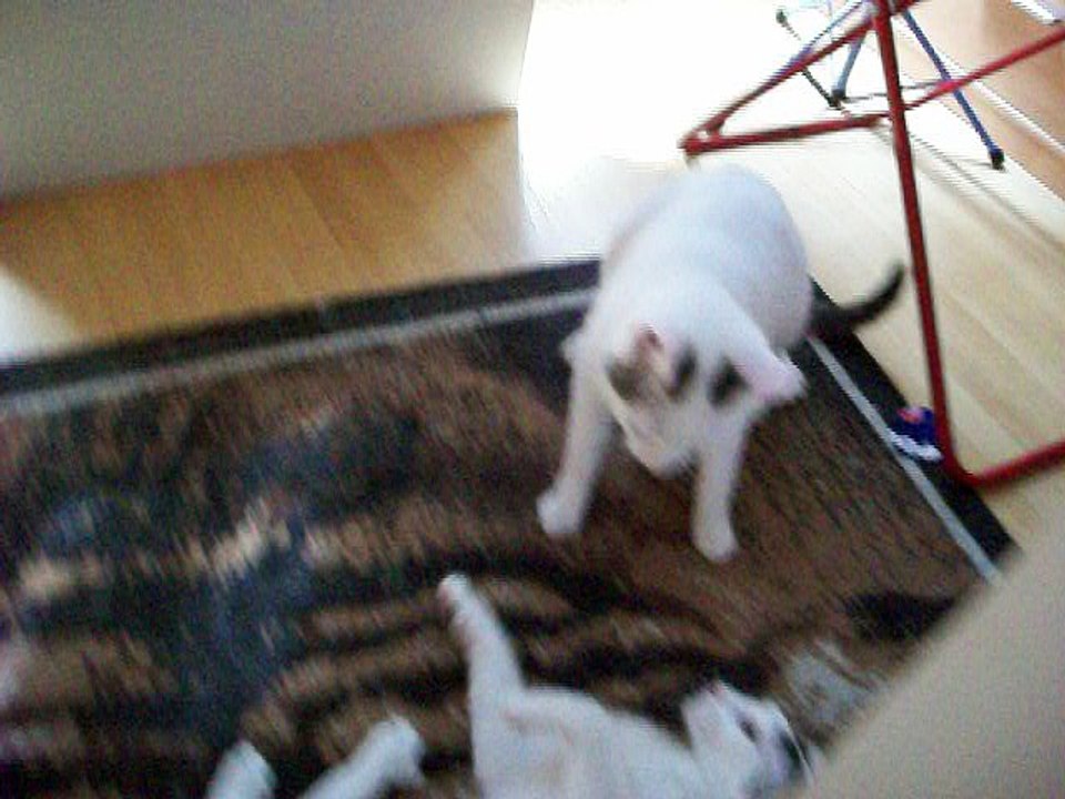 Harvey und Vinzent am 25.06.2016