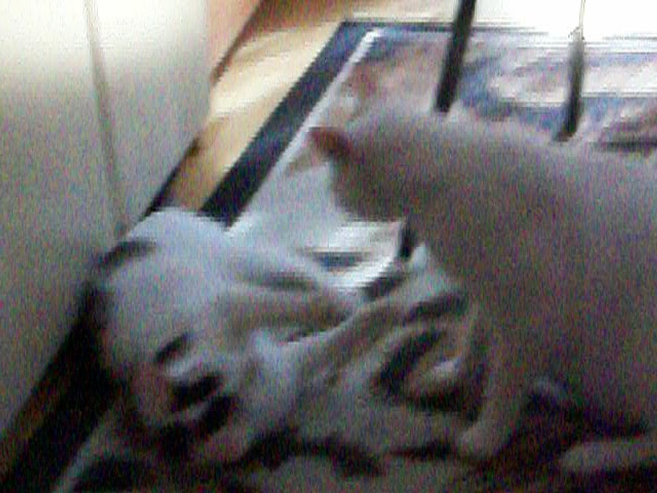 Harvey und Vinzent am 25.06.2016