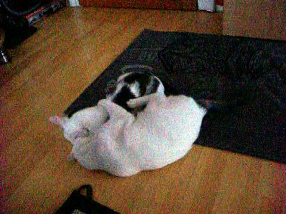 Harvey und Vinzent am 25.06.2016