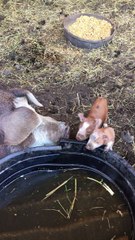 2 day old piglets