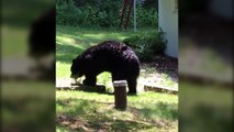 Un ours surpris en train de marcher debout comme un humain