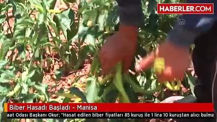 Biber Hasadı Başladı - Manisa