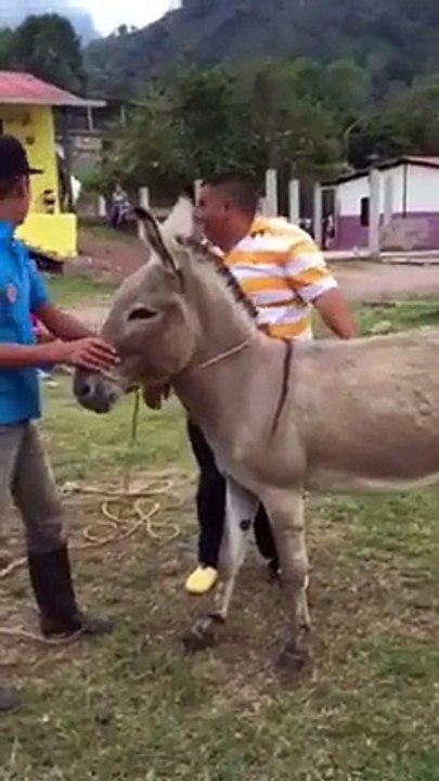 Funny Donkey Video