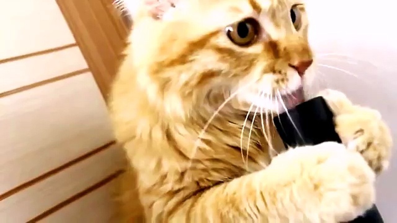 прикол!!! Котэ засасывает в пылесос