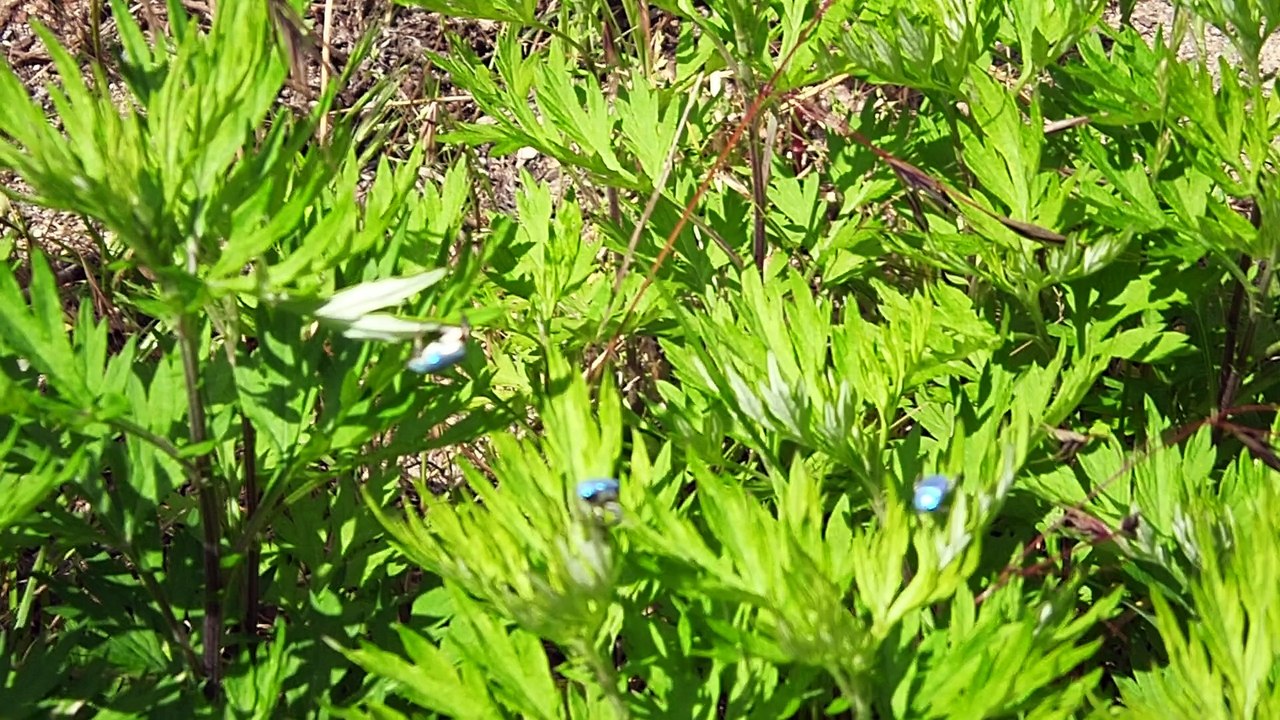 Scarabées bleus