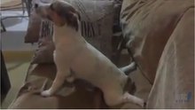 Dog reaction to a scary movie - OMG VIDEO