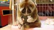 Shy Lemur Eating ( Utangaç Lemur Yemek Yerken )