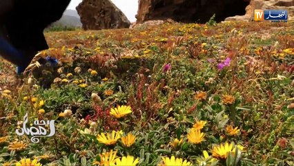 ريحة رمضان في بيت السيدة سعاد شقرون بعنابة