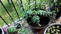 Vegetable Garden Update: Tomatoes, Basil, Potatoes and Lettuce
