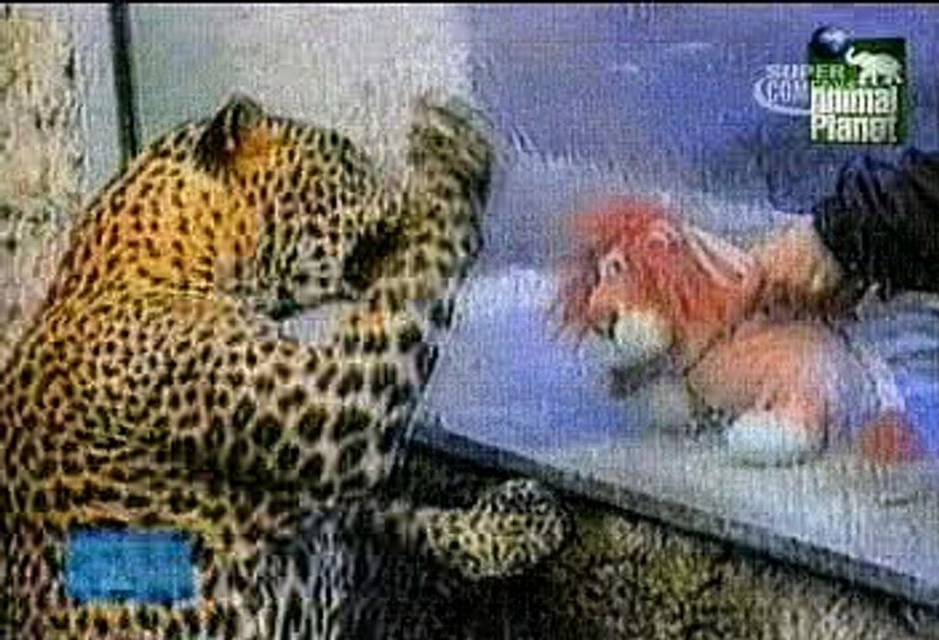 very funny animals video