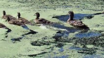 Twin Lakes Wood Ducklings