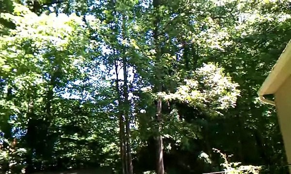 17 year cicada brood song