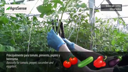 TomSystem en México: Innovador Sistema de Atado Ecológico, Rápido y Rentable 🌱