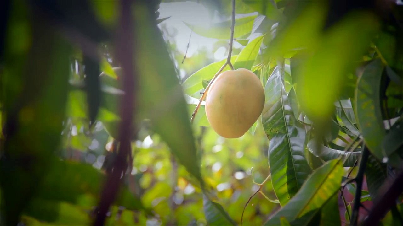 real fruit bubble tea products display
