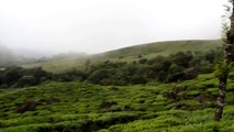 المنتزه الوطني للماعز الجبلي في مونار Mountain goat in Munnar Kerala