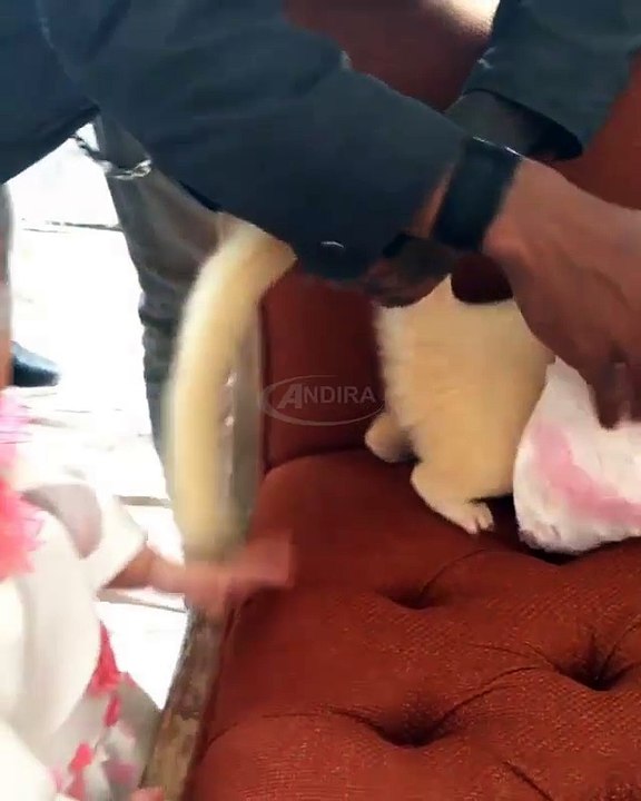 Beraninya Arsy Addara Musicia Nurhermansyah Maen Sama Musang l Anang Hermansyah & Ashanty