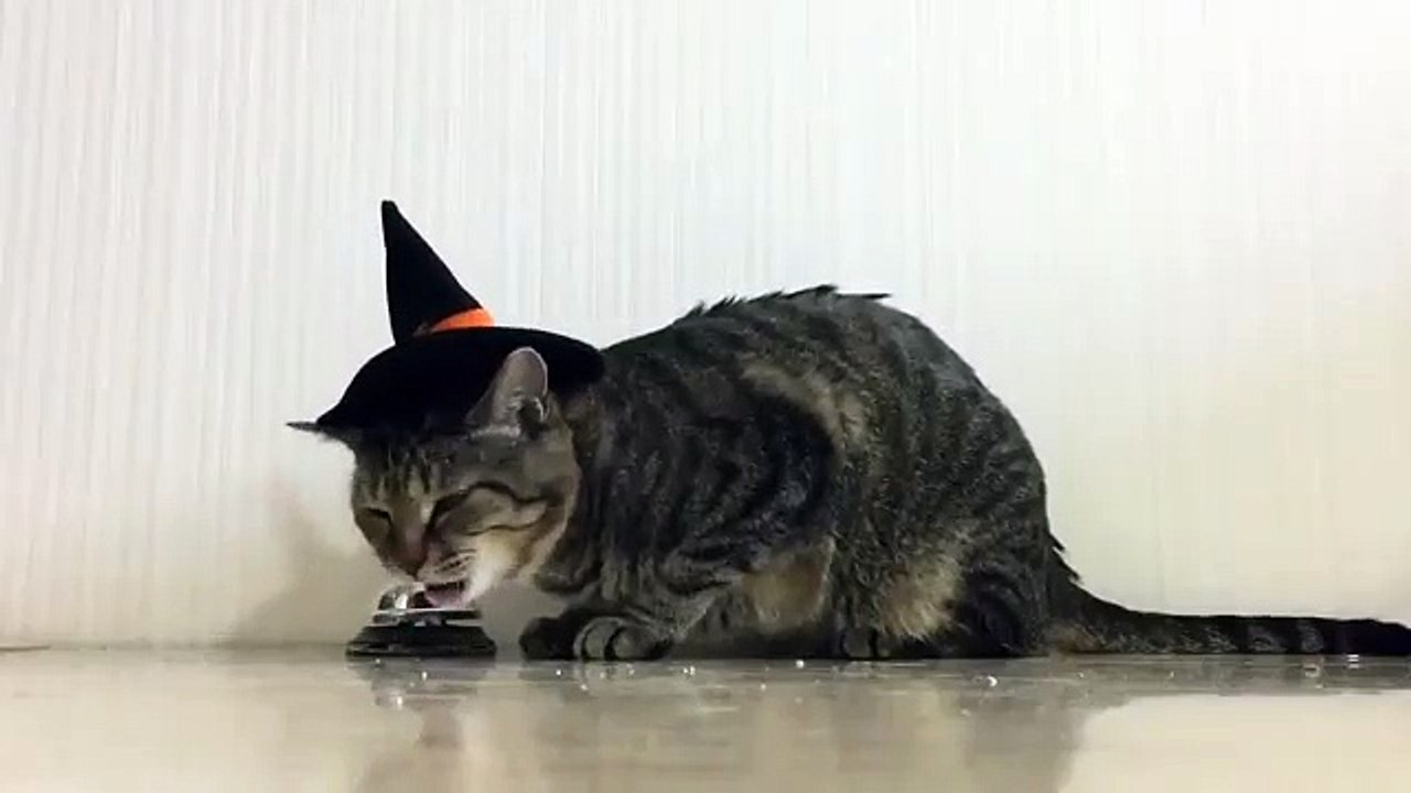 Must watch The Funny Cat