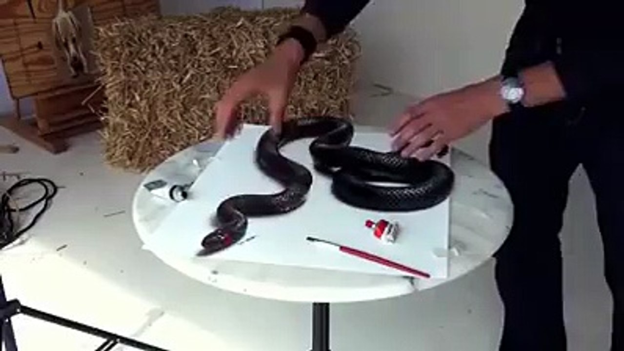 The Snake Man Showing HIs Stunt 2016