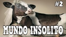 MUNDO INSOLITO: Hombre se casa con una Vaca - Podcast