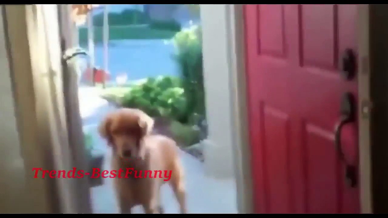 Very Funny Videos So Cute Animal Videos Compilation