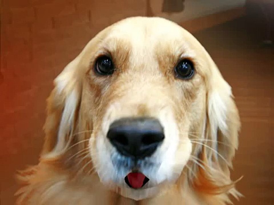 video divertenti (donna di google traduttore scopa)