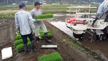 Japonya, pirinç tarlası, tohum fidanı ve Ümit Sevinç 4'ü 1 arada - 1. Bölüm