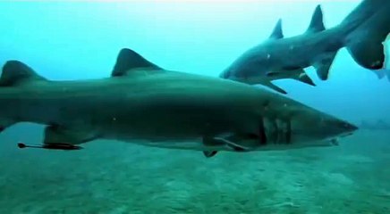 Shark eats siblings in Womb!