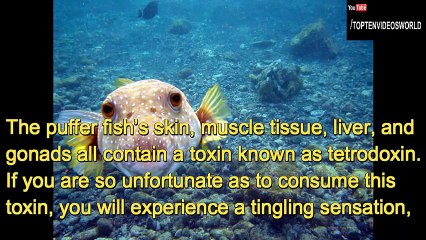 Top 10 Most Poisonous Animals in the World