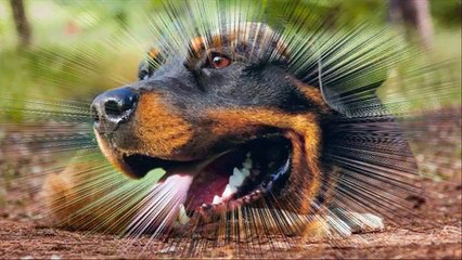 TOP 10 loài chó thông minh nhất thế giới, nhac sàn nonstop sôi động hay