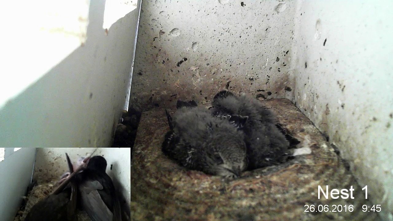 Mauersegler Nestcam 2016.21 - 26. Juni - Morgenaktivitäten
