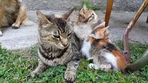 Cats Real True Mother Love and Dog Family Friend