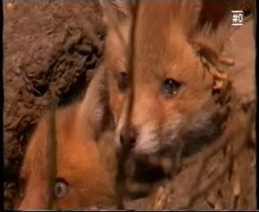 Zorro rojo: Inteligencia animal