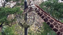 Zoológico de Buenos Aires cierra para convertirse en ecoparque