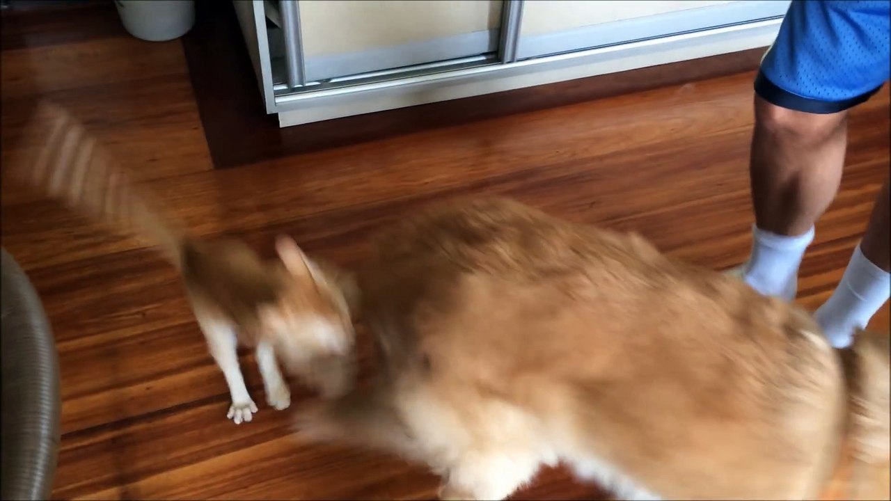 Ce chat attend impatiemment son pote le chien et lui fait la fête