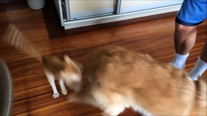 Ce chat attend impatiemment son pote le chien et lui fait la fête