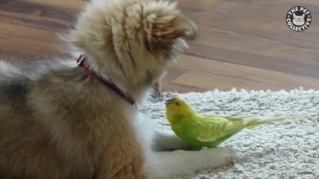 Chiot et perruche meilleurs amis : dingue